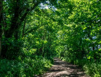 Bridleway from Red Lodge towards Herringswell